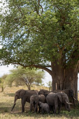 Bir fil sürüsü Tarangire Ulusal Parkı Tanzanya 'da bir baobab ağacının kabuğunu yer ve yok eder.