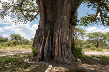 Bir Baobab ağacının gövdesinde filler tarafından yapılmış hasar. Filler ağaç kabuklarını yer ve ağaçları öldürür.