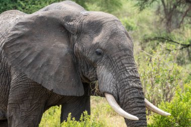 Tarangire Ulusal Parkı Tanzanya 'da bir filin yüzünü kapatın.