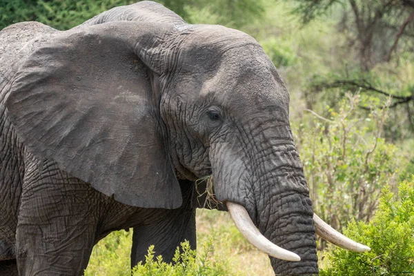 Zbliżenie Twarzy Słonia Parku Narodowym Tarangire Tanzania — Zdjęcie stockowe