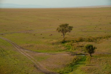 Safari hayvanları, bufalo da dahil, bir ağacın etrafında toplanırlar. Masaai Mara Reserve Kenya 'nın hava görüntüsü.