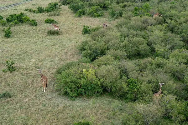 Letecký Pohled Žirafy Roztroušené Pláních Stromech Rezervaci Masaai Mara Keni — Stock fotografie