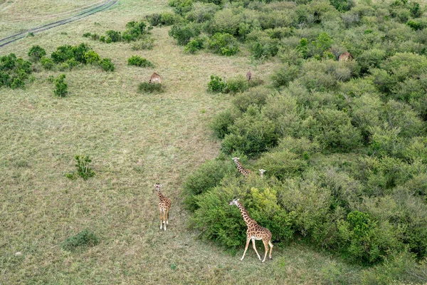 Letecký Pohled Žirafy Roztroušené Pláních Stromech Rezervaci Masaai Mara Keni — Stock fotografie