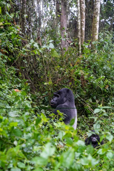 Gorille Argenté Avec Bébé Dans Parc National Forêt Impénétrable Bwindi — Photo