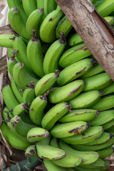 アフリカのケニアのバナナの木からの熟れていないバナナ — ストック写真