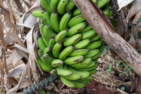 Άωρες Μπανάνες Από Μια Μπανανιά Στην Κένυα Αφρική — Φωτογραφία Αρχείου