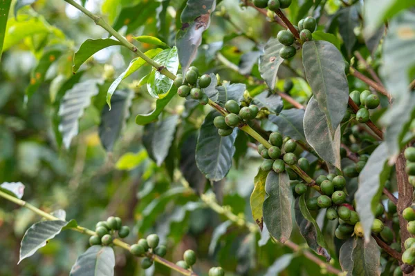 Κόκκοι Καφέ Άγουροι Που Καλλιεργούνται Φυτεία Καφέ — Φωτογραφία Αρχείου