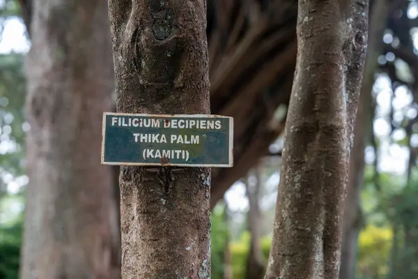 Ознака Філікарійного Дерева Thika Palm Також Відомого Каміті Кенія Африка — стокове фото