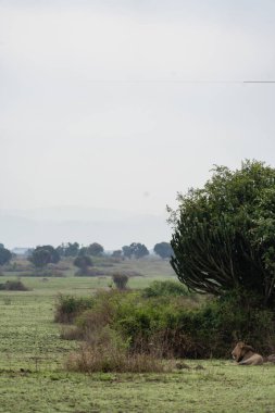 Yeleli erkek aslan sisli bir günde Kraliçe Elizabeth Ulusal Parkı 'nda şamdan ağacının altında dinleniyor.