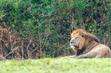 Yeleli erkek aslan Kraliçe Elizabeth Ulusal Parkı 'nda dinleniyor.