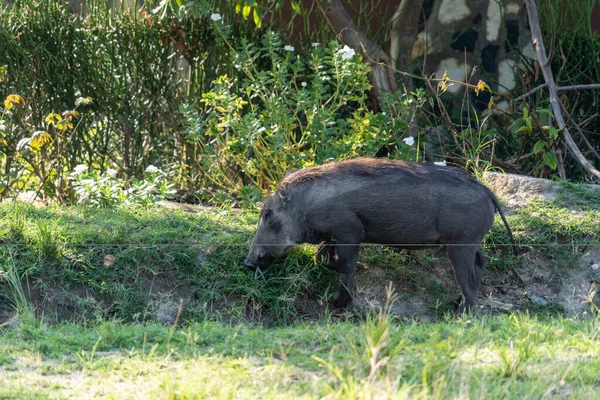Warzenschwein Weidet Gras Der Sonne Uganda Afrika — Stockfoto