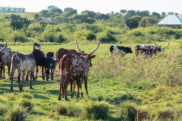 Varie Mucche Tra Cui Vacche Corna Lunghe Pascolano Camminano Attraverso — Foto Stock