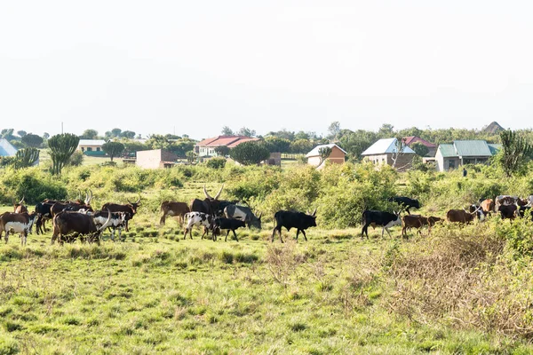 Varias Vacas Incluyendo Vacas Tobilleras Cuerno Largo Pastan Caminan Través — Foto de Stock