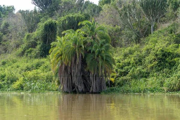 Велике Пальмове Дерево Березі Каналу Казінга Уганді Східна Африка — стокове фото