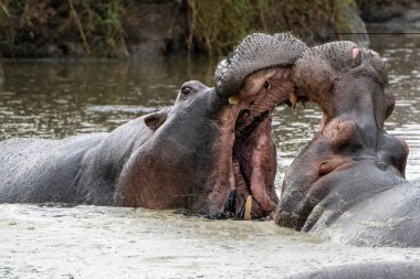 Serengeti Milli Parkı Tanzanya 'da iki su aygırı dövüşür ve çeneleriyle dövüşür