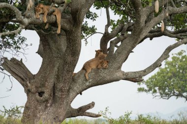 Serengeti Milli Parkı Tanzanya 'da ağaçlara tırmanan tembel aslanlar dinleniyor.