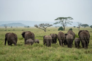 Serengeti 'nin düzlüklerinde yürüyen bir fil ailesinin poposu.