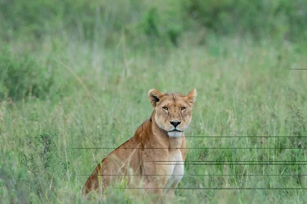 Lion Lioness Sits Tall Grass Serengeti Looking Camera Hunts — Stock Photo, Image