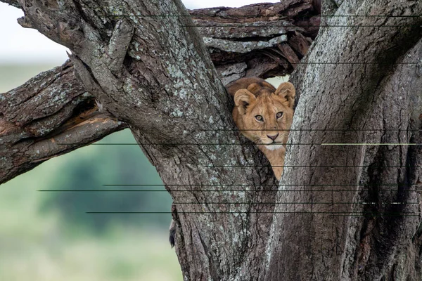 Löwe Ruht Einem Baum Und Blickt Die Kamera Baumkletterer Löwe — Stockfoto
