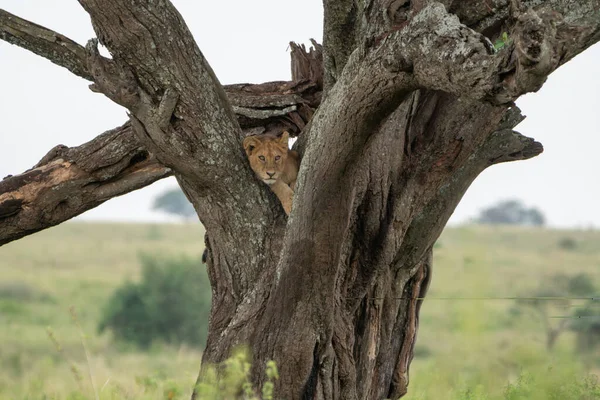 Lion rests in a tree, looking at camera. Tree climbing lion in Serengeti National Park Tanzania