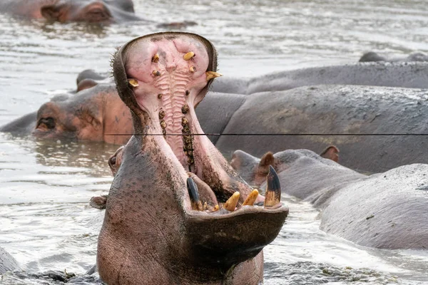Hipopótamo Bosteza Abriendo Gran Mandíbula Boca Mostrando Dientes Parque Nacional —  Fotos de Stock