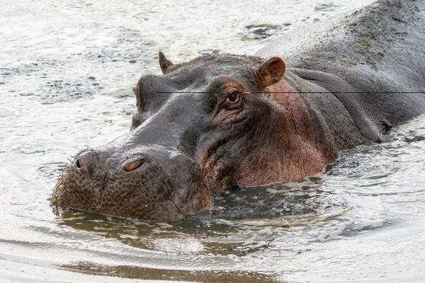 Hippo Swims Water Looking Camera Serengeti National Park Tanzania — Stock Photo, Image