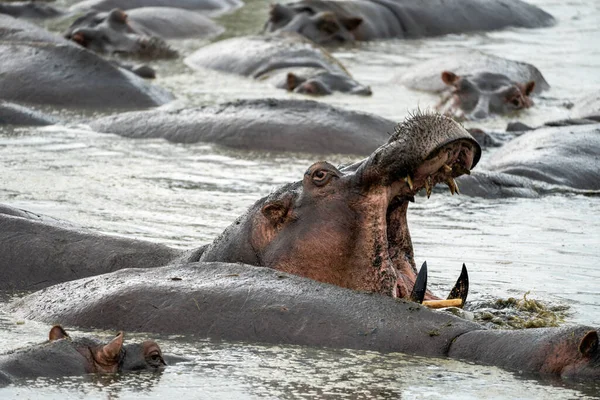 Hipopótamo Com Boca Aberta Água Mostrando Seus Dentes Grandes — Fotografia de Stock
