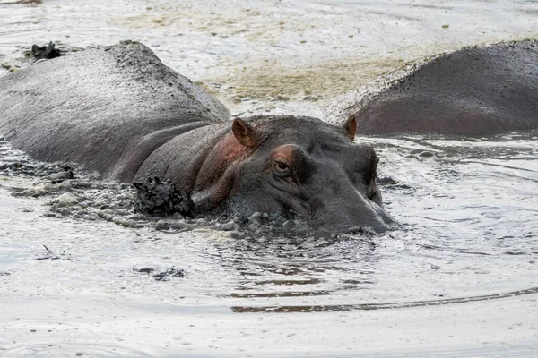 Hipopótamo Acecha Estanque Soplando Burbujas Barro Parque Nacional Del Serengeti —  Fotos de Stock