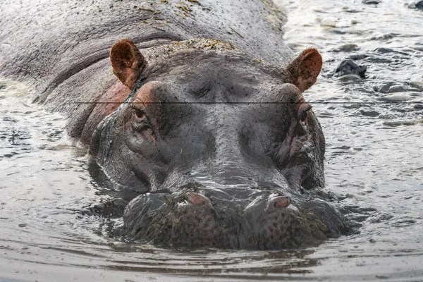 Close Zicht Een Nijlpaard Het Water Serengeti National Park Tanzania — Stockfoto