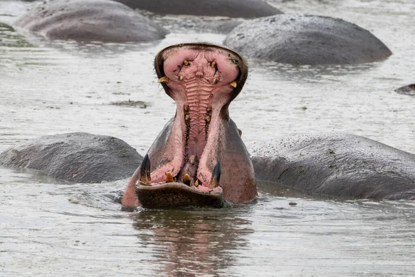 Hipopótamo Con Boca Abierta Agua Mostrando Sus Dientes Grandes —  Fotos de Stock