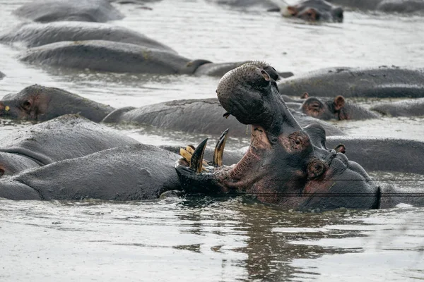 Hippopotame Avec Bouche Ouverte Dans Eau Montrant Ses Grandes Dents — Photo
