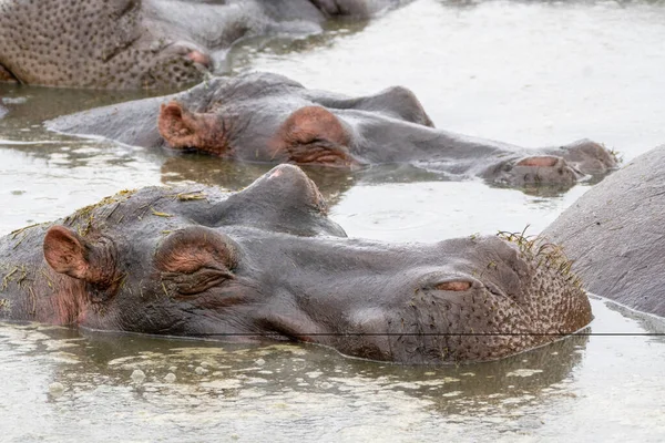Hipopótamo Cerrar Vista Con Los Ojos Cerrados Que Descansa Agua —  Fotos de Stock