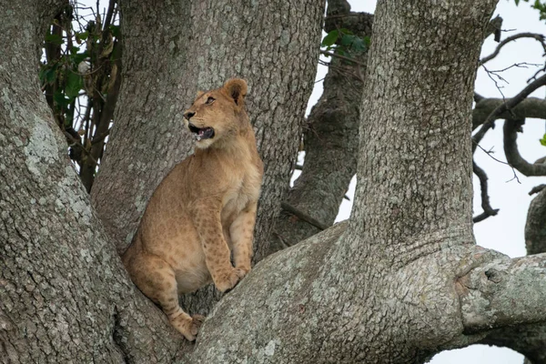 Tree climbing lion watches from the branches of a sausage tree - Tanzania Serengeti