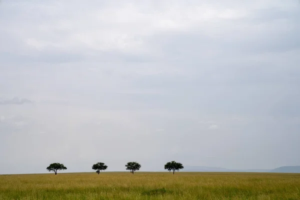 Four Lone Trees Spaced Perfectly Evenly Apart Plains Serengeti National — Stock Photo, Image