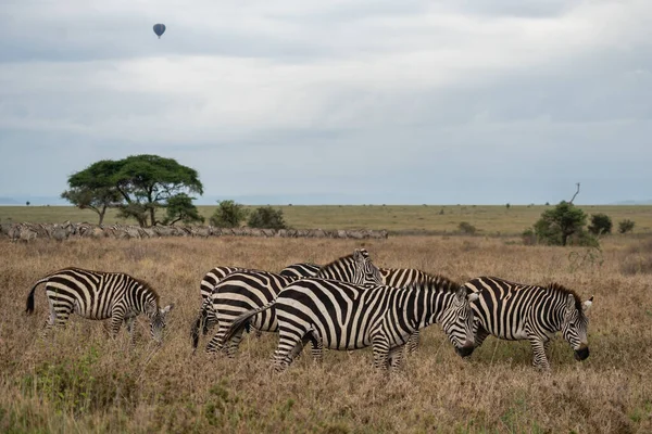 Serengeti National Park Large Herd Zebras Hot Air Balloon Rises — Stock Photo, Image