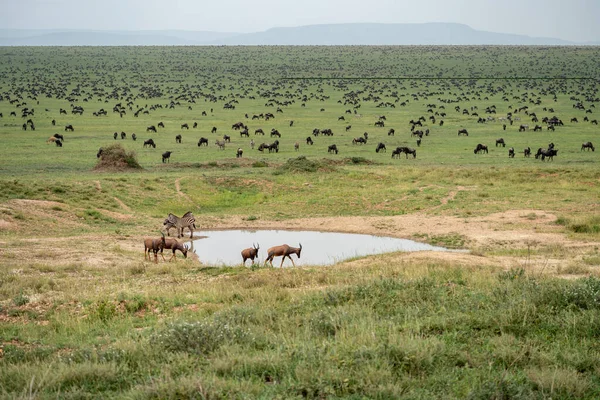 Zavlažovací Díra Zebrami Antilopami Tisíci Pakoňů Dálce Velká Migrace Serengeti — Stock fotografie
