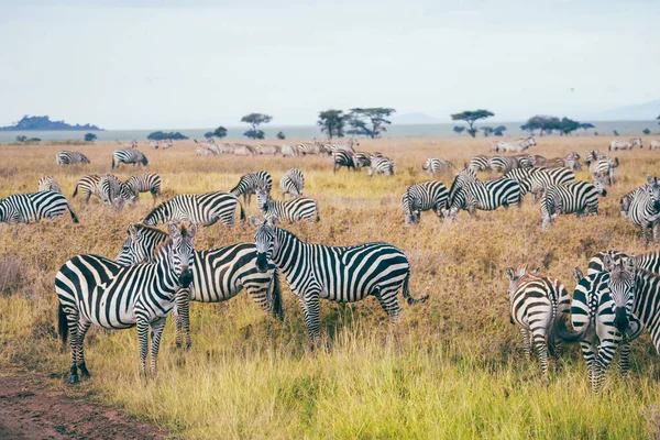 Parco Nazionale Del Serengeti Grande Mandria Zebre — Foto Stock