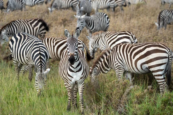 Parque Nacional Serengeti Grande Manada Zebras — Fotografia de Stock