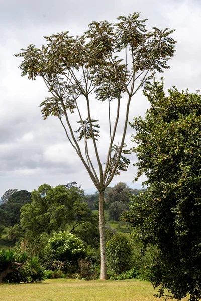 Albero Del Cielo Che Cresce Giardino Una Specie Ailanthus — Foto Stock