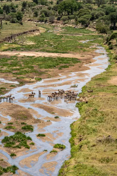 Grönt Landskap Tarangire National Park Tanzania Tittar Ner Flod — Stockfoto
