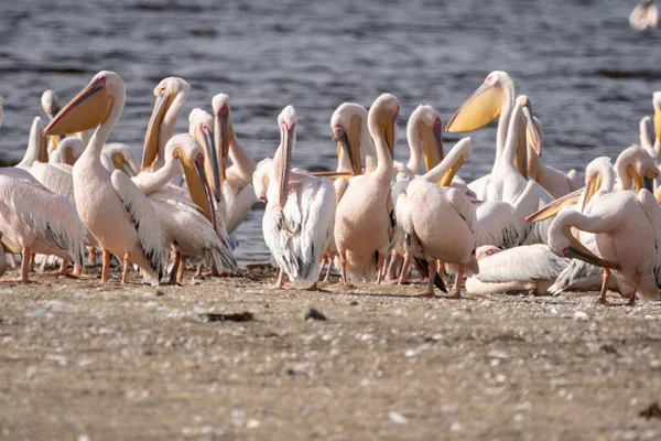 Pelicanos Nas Margens Parque Nacional Lago Nakuru Quênia — Fotografia de Stock