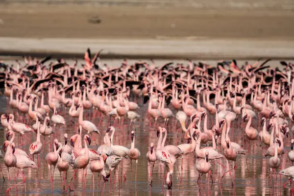 Cena Flamingos Rosa Comendo Algas Parque Nacional Lago Nakuru Quênia — Fotografia de Stock