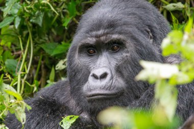 Bwindi Geçilmez Orman Ulusal Parkı 'ndaki dağ gorili Uganda