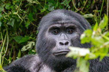 Ugandalı ormanların derinliklerindeki dağ gorili Bwindi Geçilmez Orman Ulusal Parkı. Portre