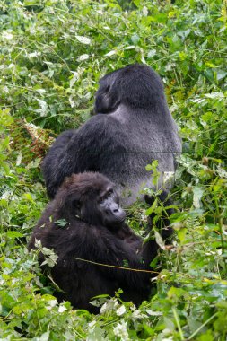 Gümüş sırtlı bebek dağ gorili Bwindi Girilmez Orman Uganda 'da