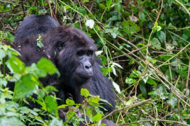 Bwindi Geçilmez Orman Ulusal Parkı 'ndaki dağ gorili Uganda