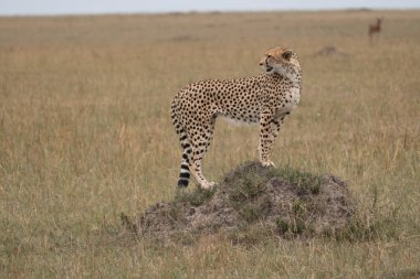 Çita Kenya 'daki Masaai Mara Rezervi' nde bir kayanın üzerinde duruyor, avını takip ediyor.