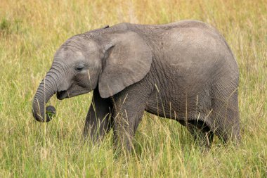 Bebek fil uzun çimenlerde yürüyor - Kenya, Afrika Masaai Mara Rezervi