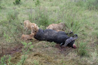 Hırıldayan aslanlar yakın zamanda öldürdükleri ölü bir bufaloyla yiyip ziyafet çekiyorlar. Kenya 'daki Masaai Mara Rezervi