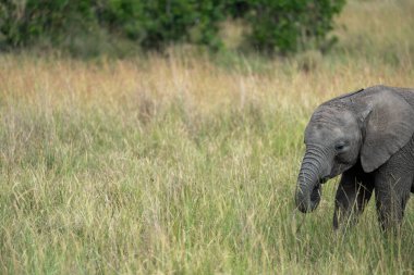 Masaai Mara Reserve Kenya 'da uzun çimlerde yürüyen bir bebek filin yan portresi